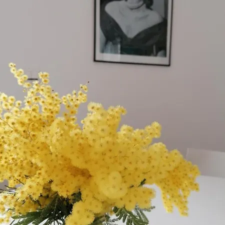 Les 5 Palmiers וילה קאן